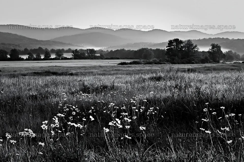German foothill meadow with wildflowers and distant hills – nature images 9722x6480