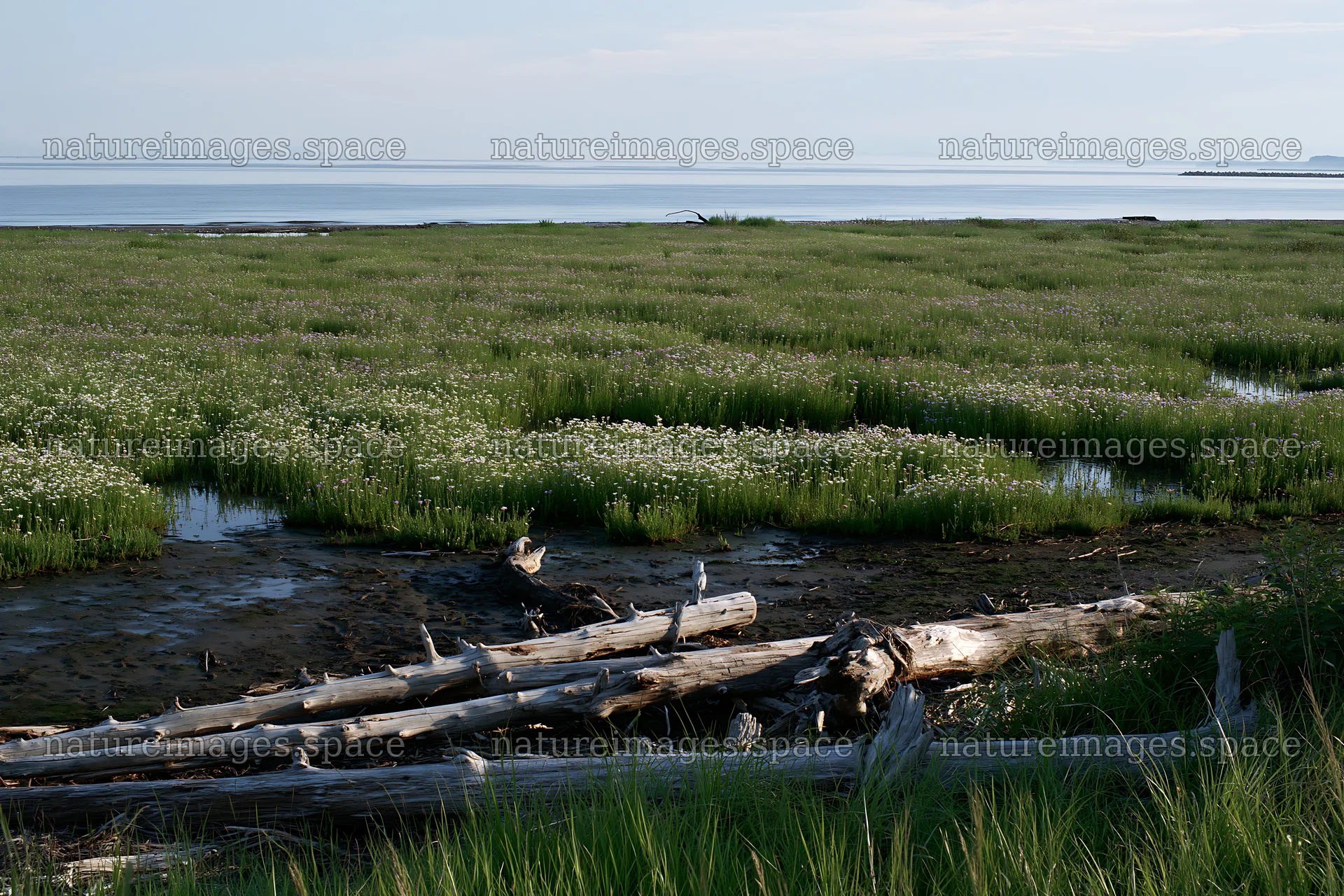 Chiba coastal climate meadow with driftwood in foreground – nature images 9722x6480