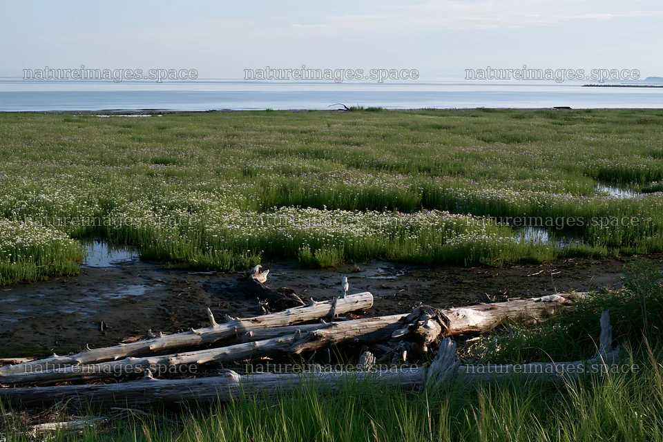 Chiba coastal climate meadow with driftwood in foreground – nature images 9722x6480