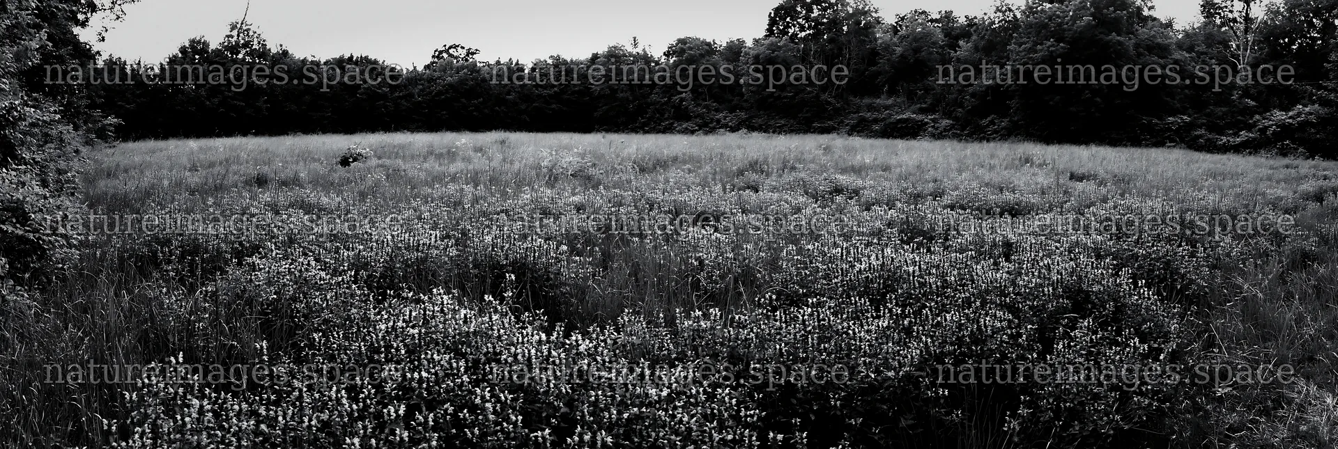 Meadow flower border with woodland in afternoon light – nature images 13690x4602