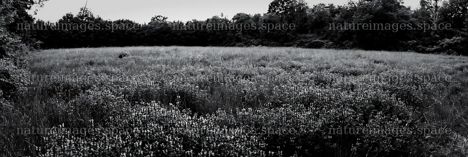 Meadow flower border with woodland in afternoon light – nature images 13690x4602