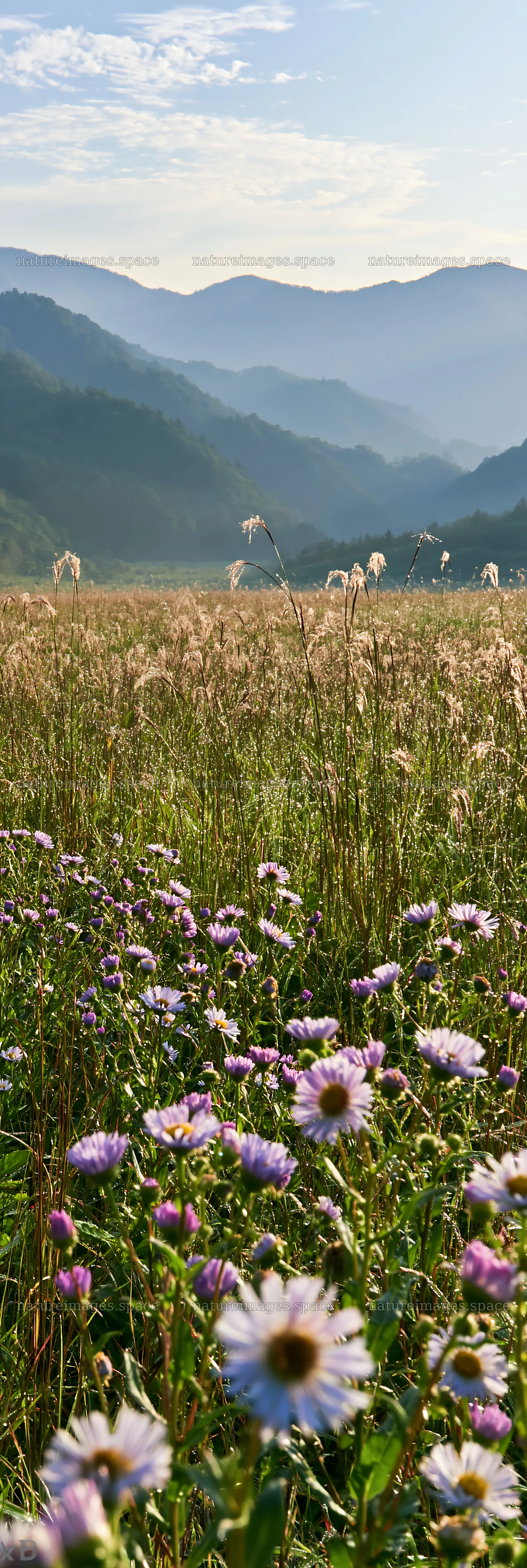 Expansive Hokkaido restoration meadow with dewdrops – nature images 4602x13690