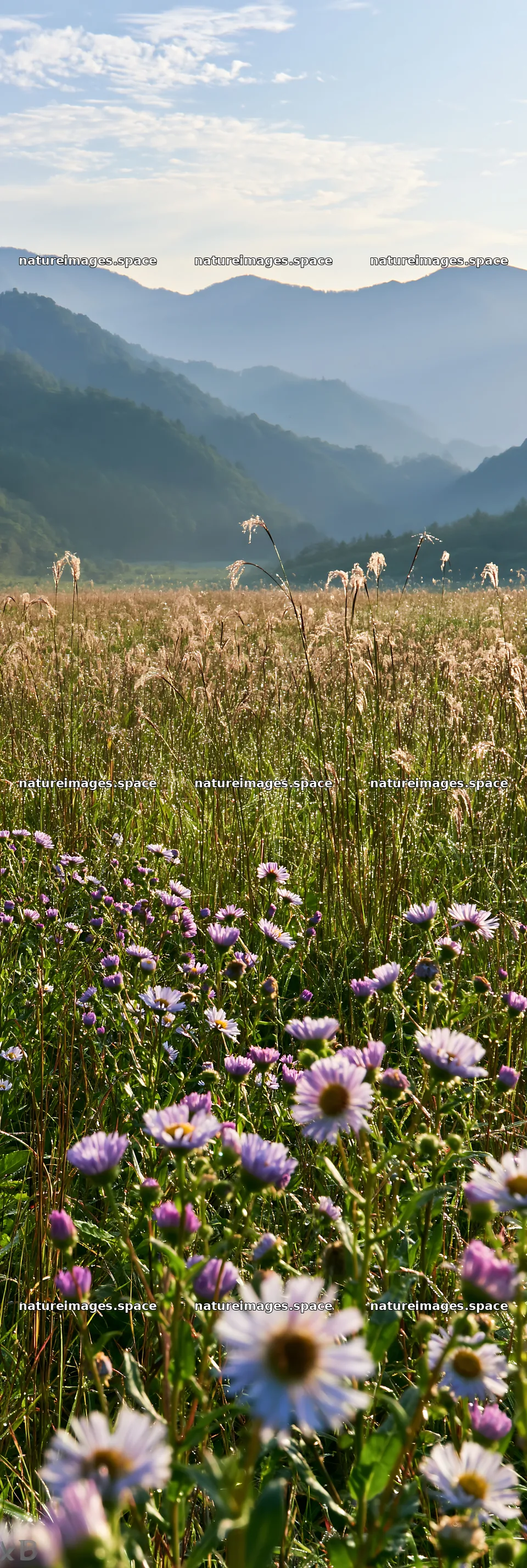 Expansive Hokkaido restoration meadow with dewdrops – nature images 4602x13690