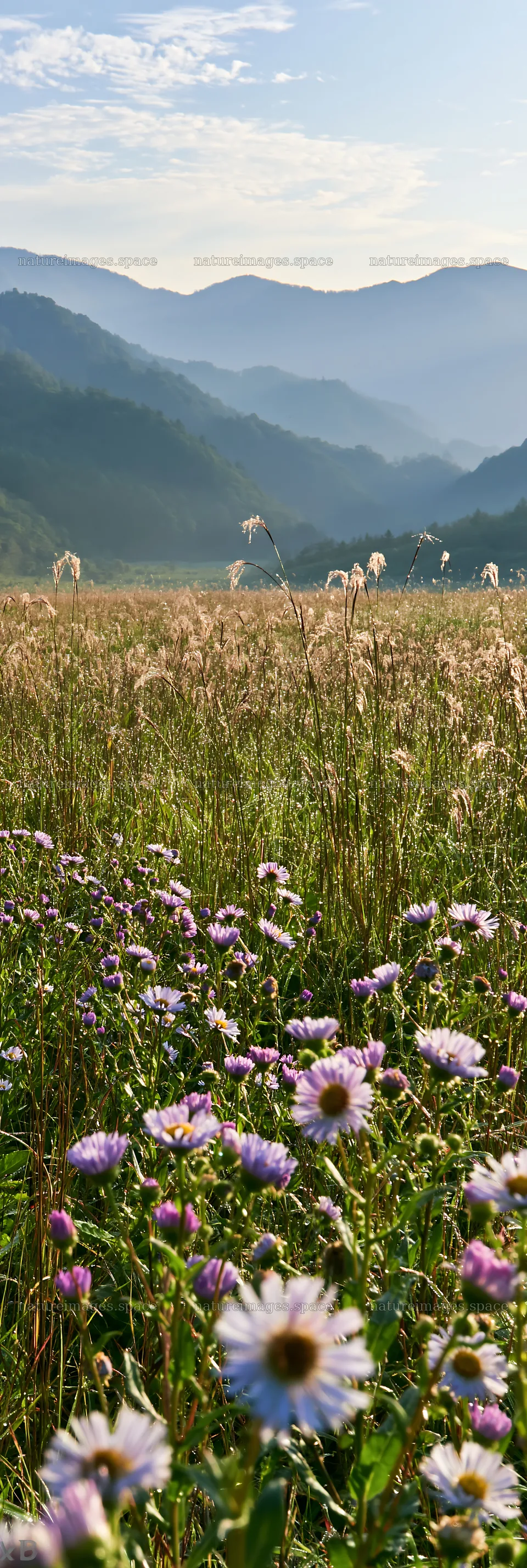 Expansive Hokkaido restoration meadow with dewdrops – nature images 4602x13690