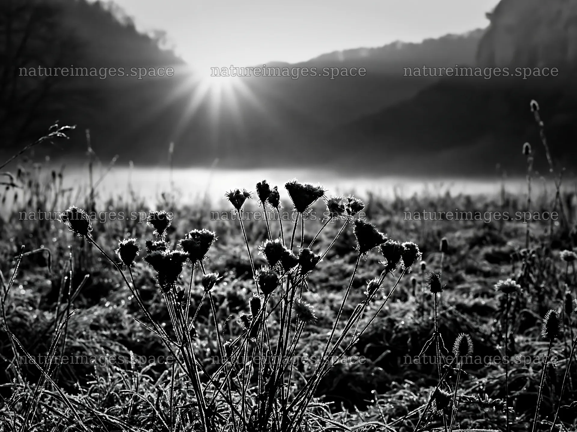 Frosty meadow at sunrise with backlit flowers – nature images 9174x6866