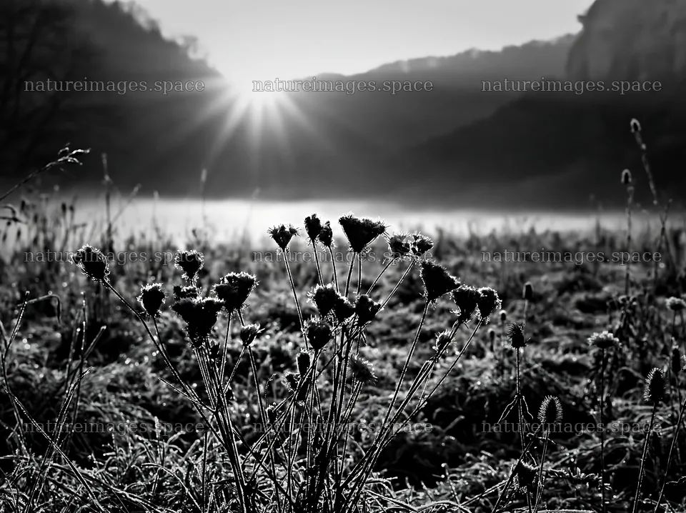Frosty meadow at sunrise with backlit flowers – nature images 9174x6866