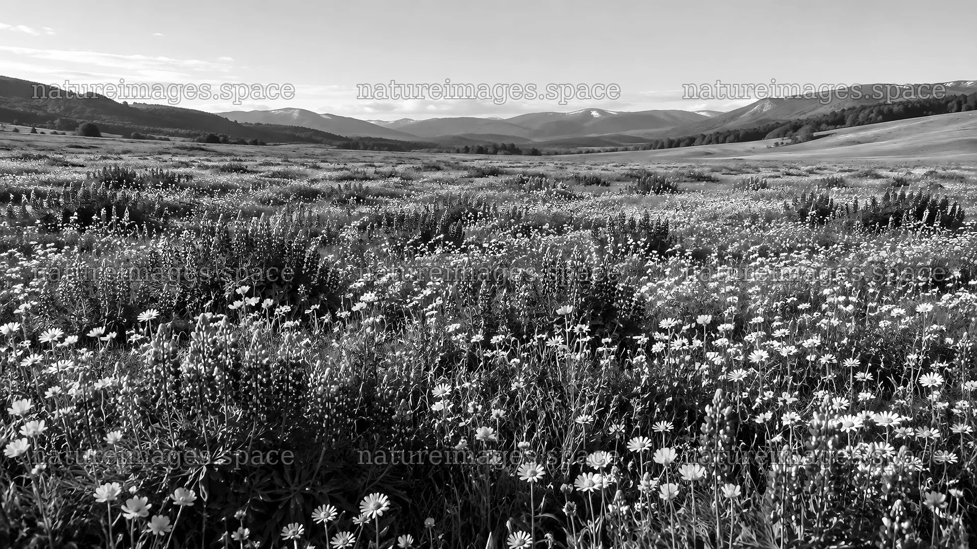Monochrome Wildflower Meadow Beneath Mountain Ridges – nature images 10331x5808