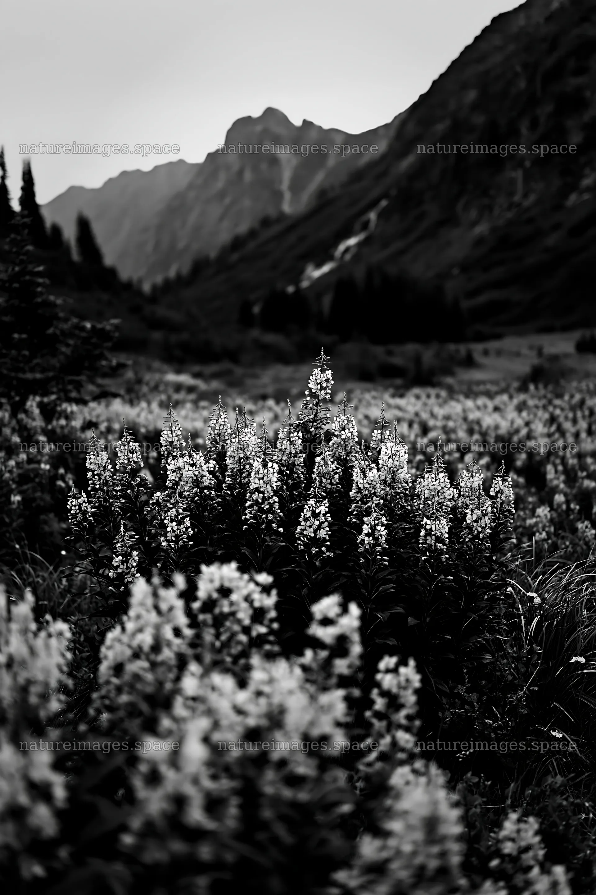 Mountain flower meadow with falls in distant landscape – nature images 6480x9722