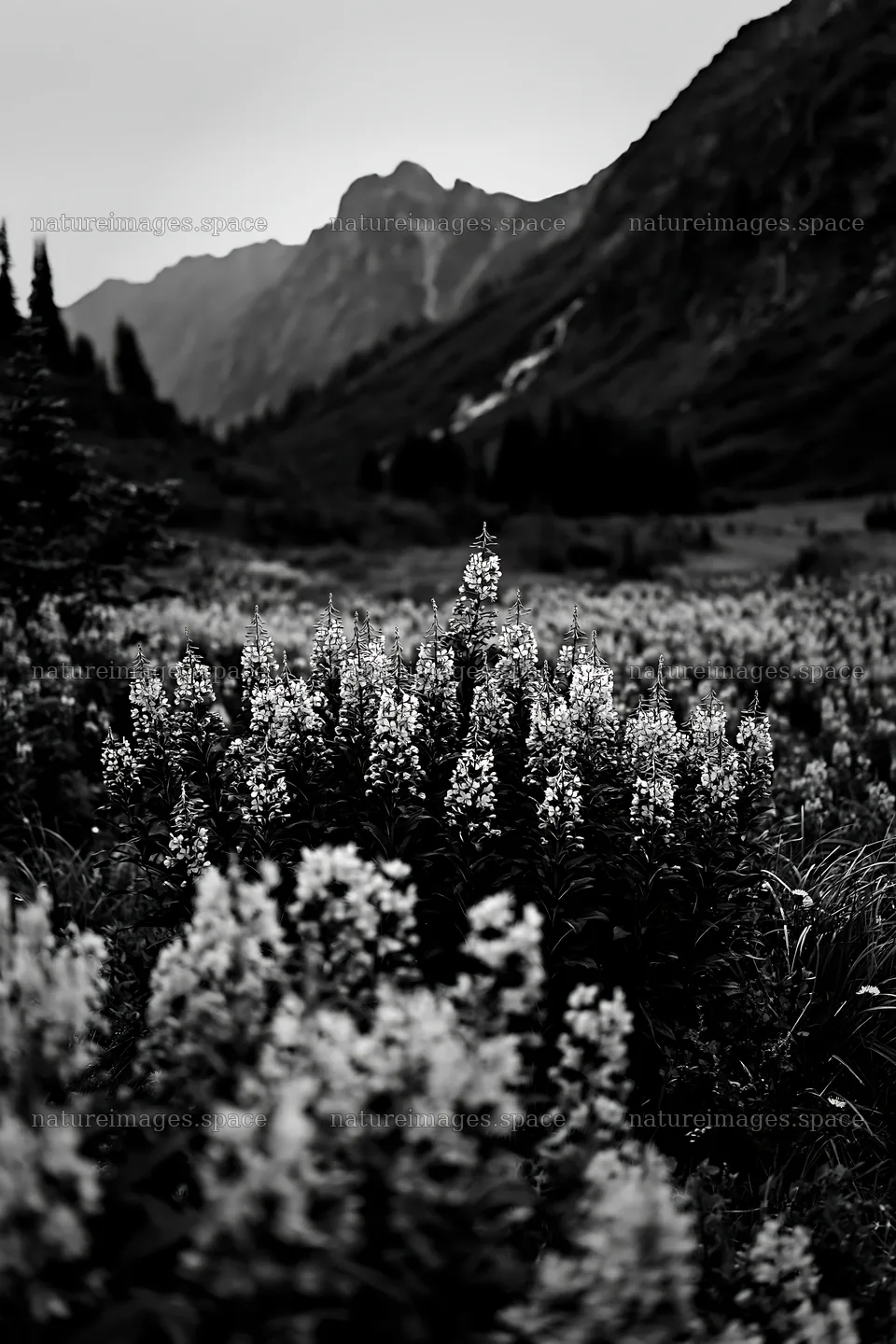Mountain flower meadow with falls in distant landscape – nature images 6480x9722