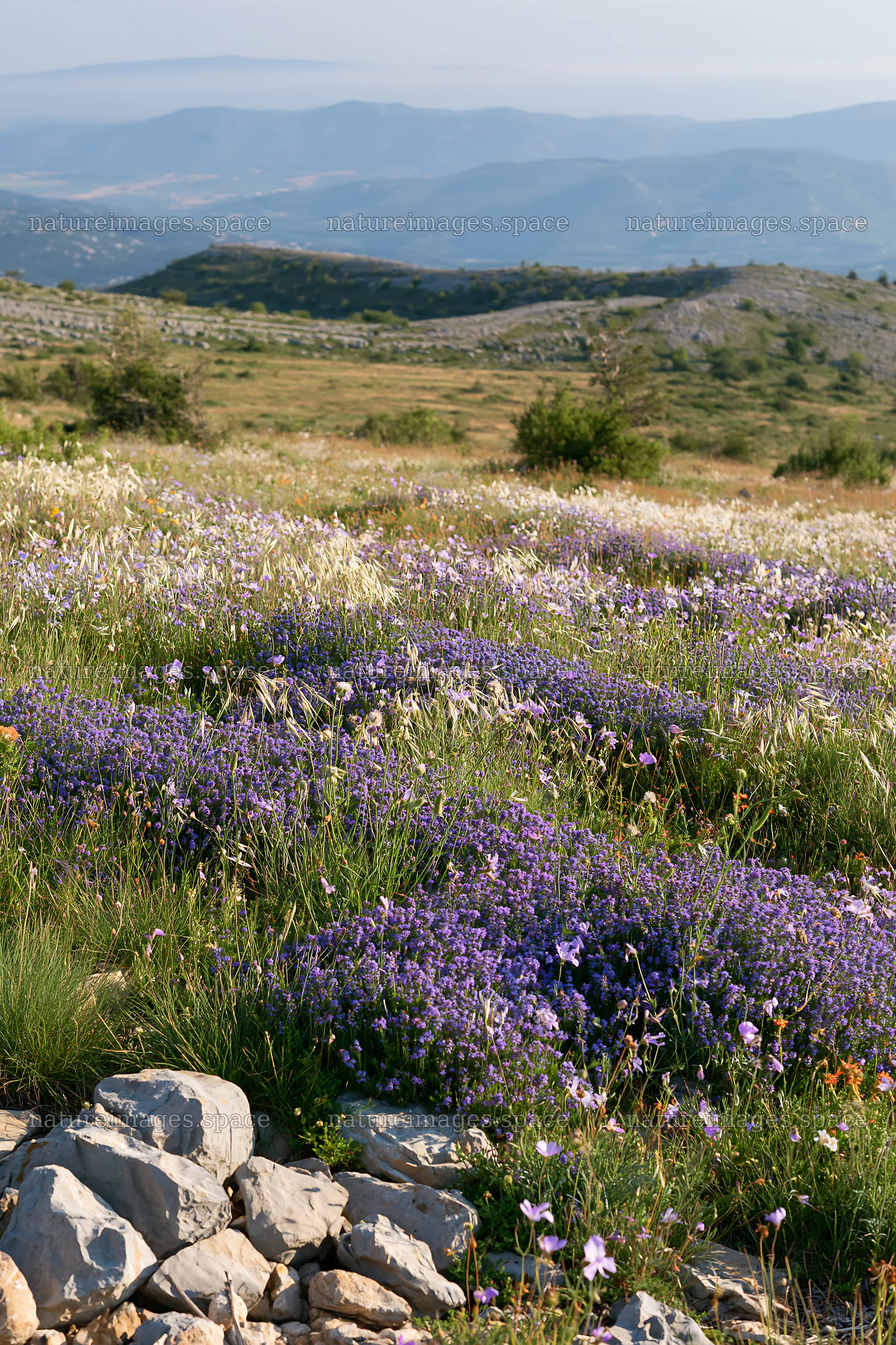 Climate-resilient meadow with flowering plants and rocky terrain – nature images 6480x9722