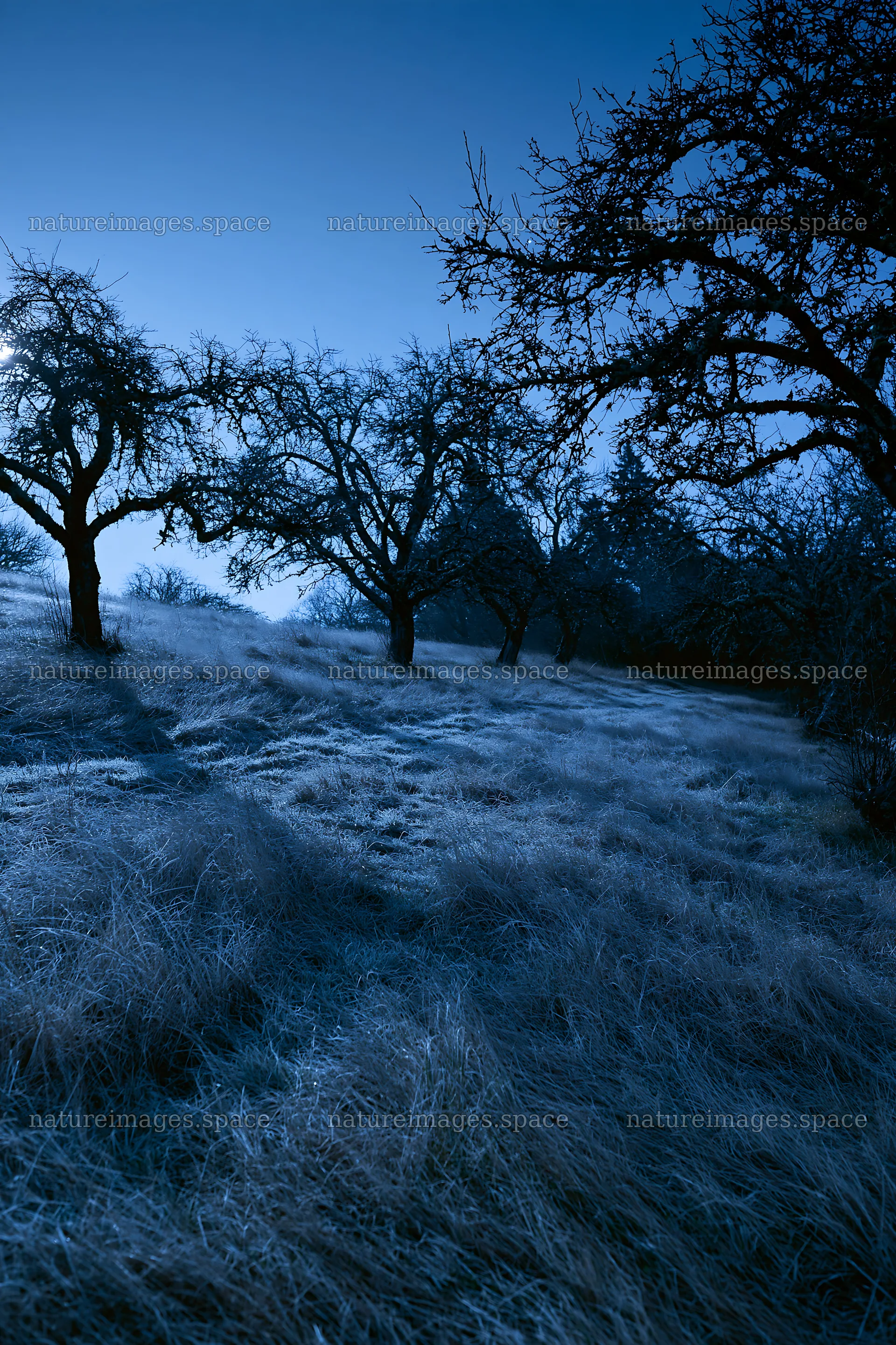 Moody orchard meadow at night with bare trees – nature images 6480x9722