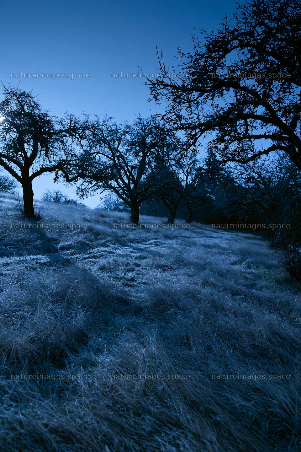 Moody orchard meadow at night with bare trees – nature images 6480x9722