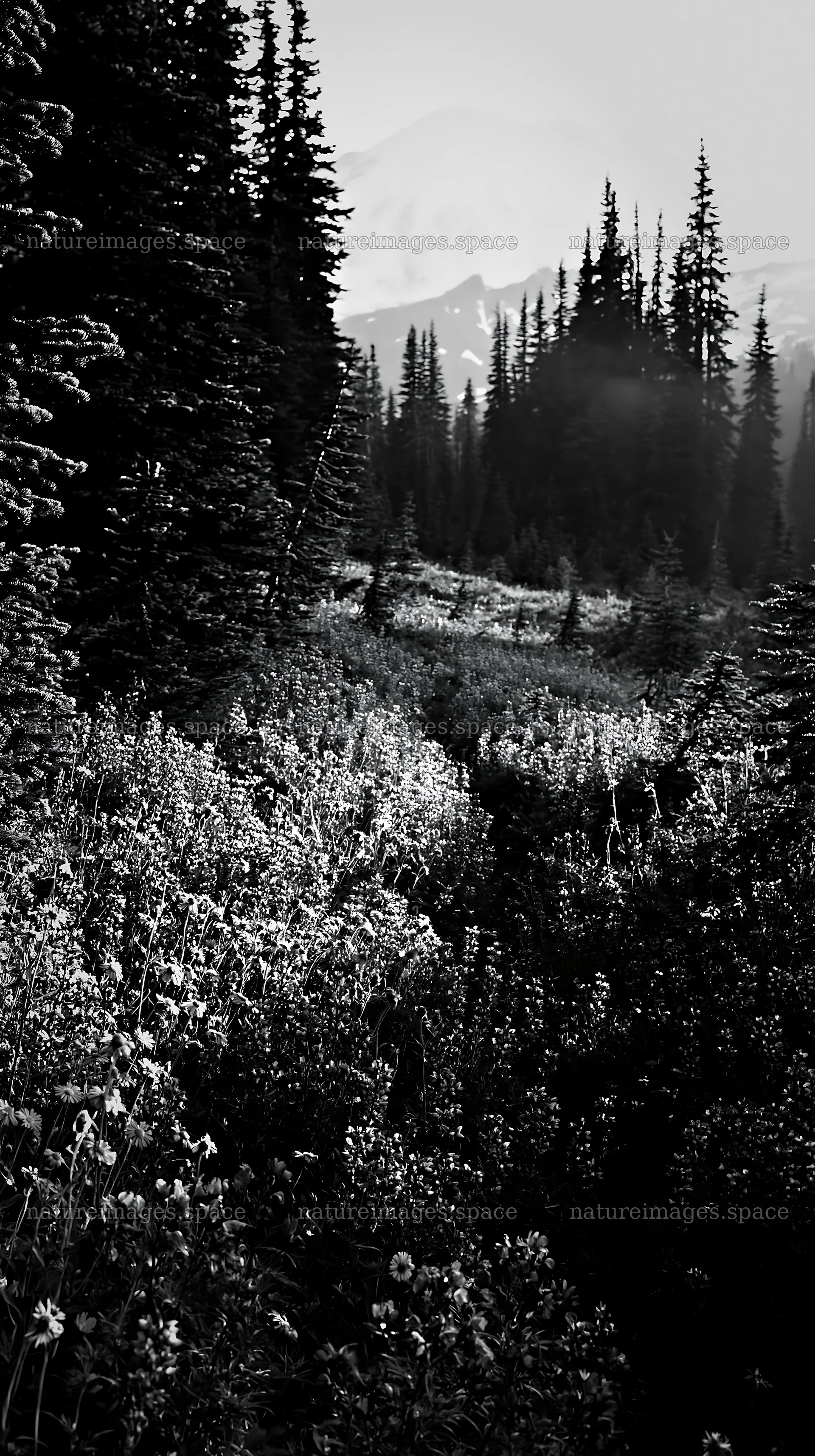 Mount Rainier wildflower meadow at sunrise – nature images 5938x10608