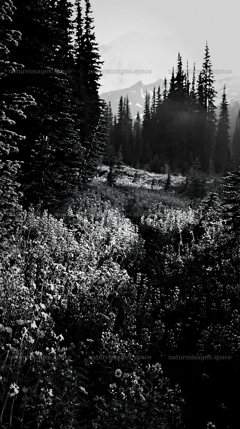 Mount Rainier wildflower meadow at sunrise – nature images 5938x10608