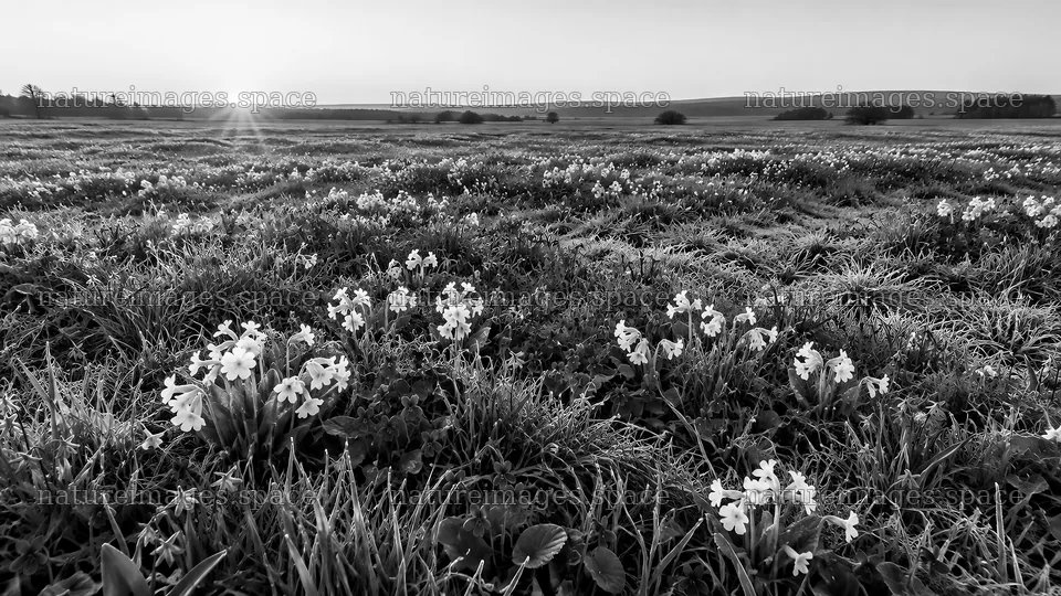 Monochrome Flower Meadow at Sunrise – nature images 10324x5812