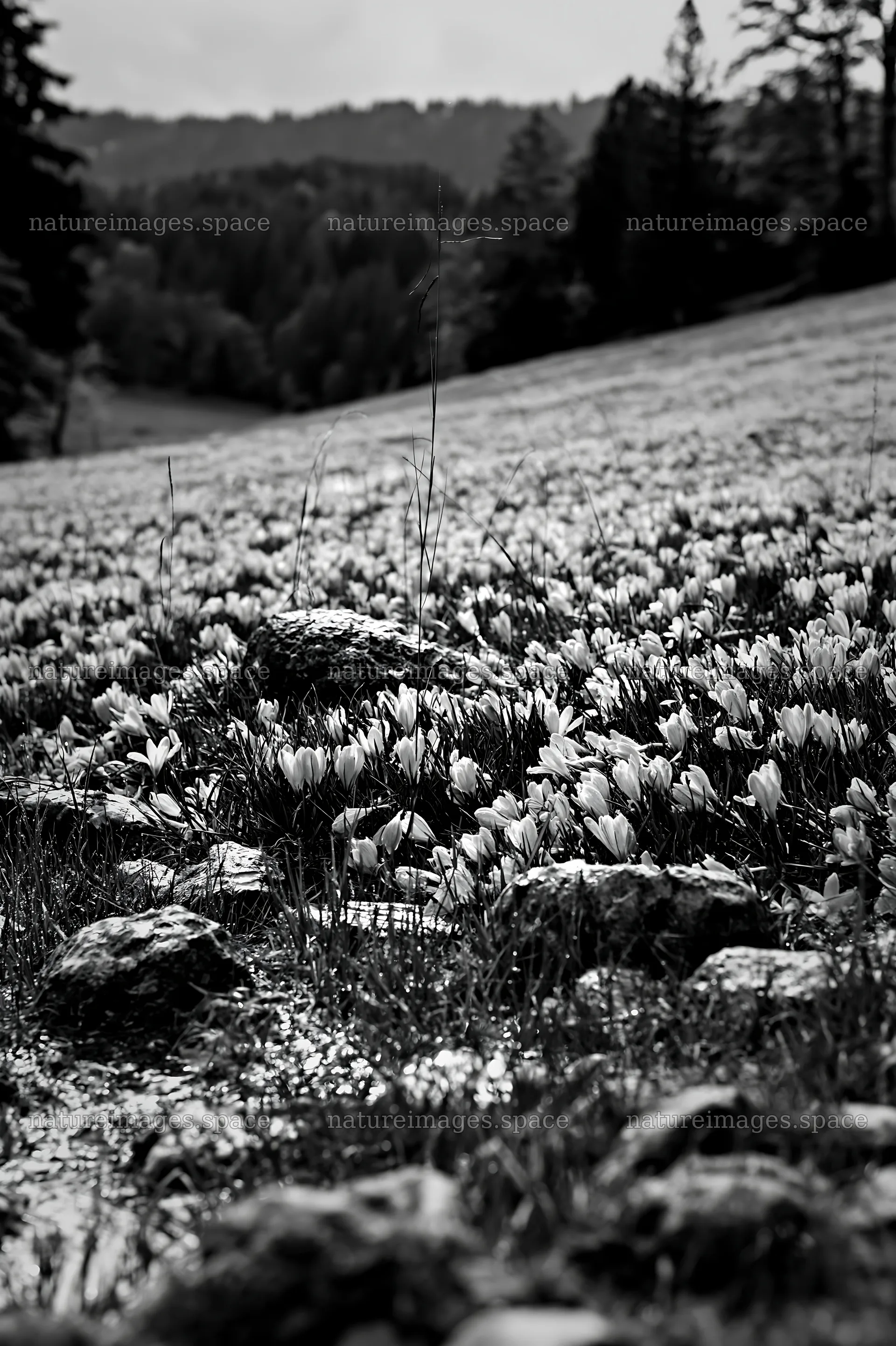 Crocuses bloom in meadow surrounded by rocks on a cloudy day – nature images 6480x9722