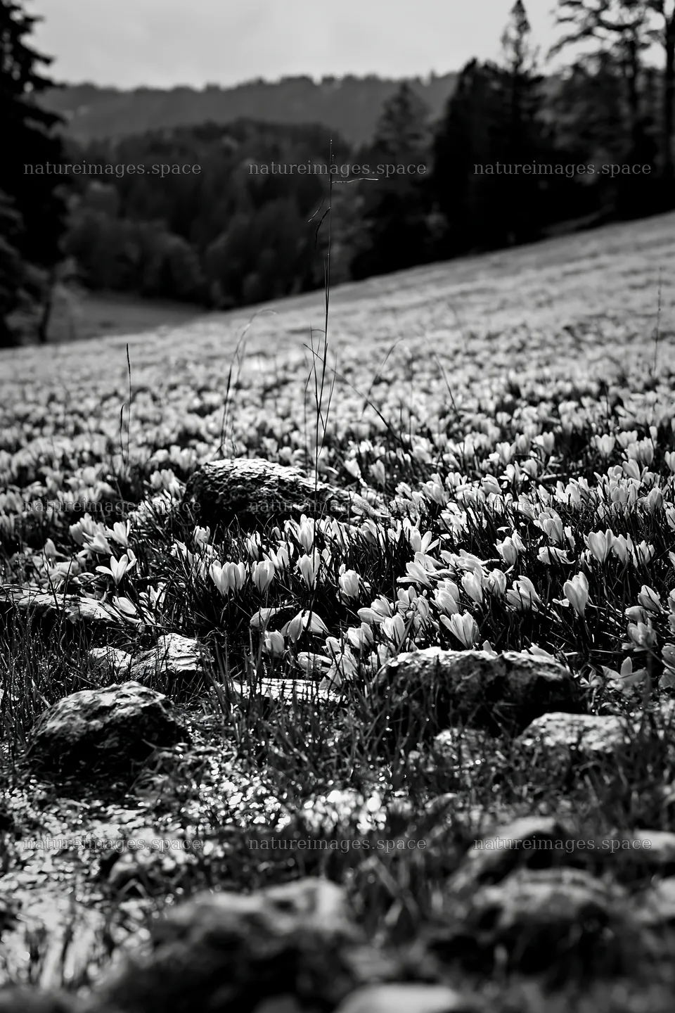 Crocuses bloom in meadow surrounded by rocks on a cloudy day – nature images 6480x9722