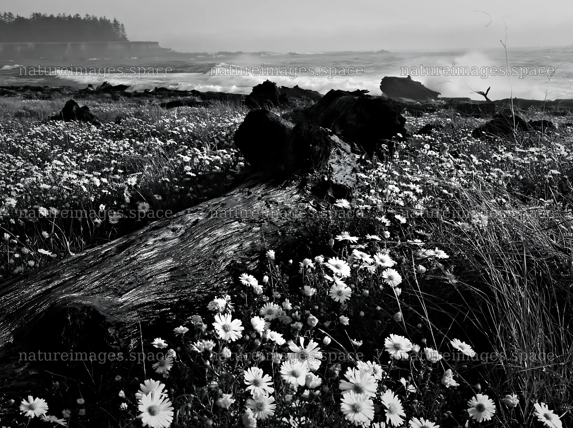 Ishikawa coastal meadow storm washed driftwood in grass and flowers – nature images 9174x6866