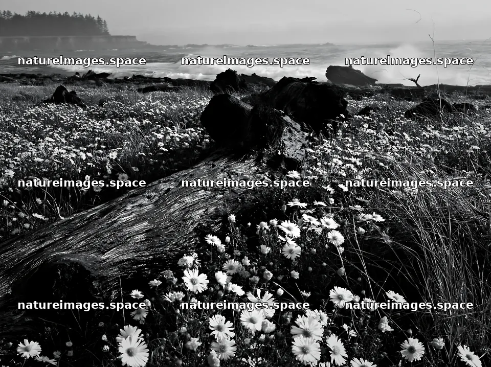Ishikawa coastal meadow storm washed driftwood in grass and flowers – nature images 9174x6866