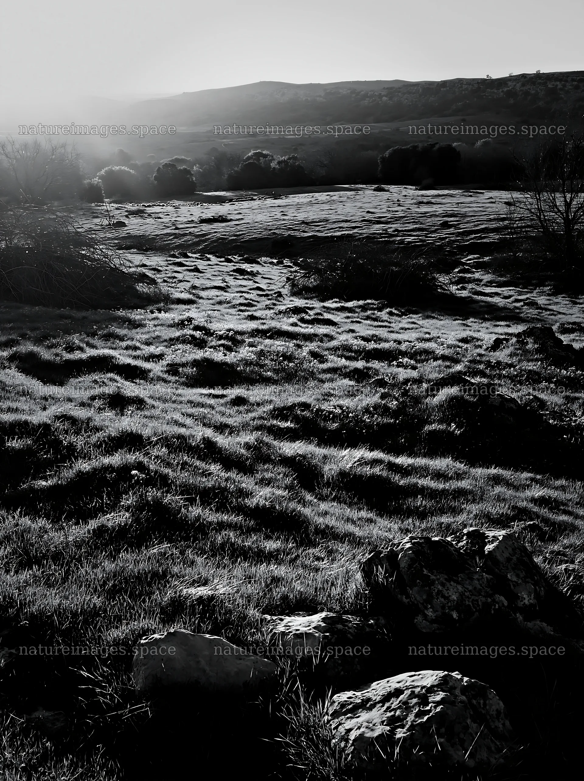 Meadow with lights and stones for Christmas recovery – nature images 6866x9174