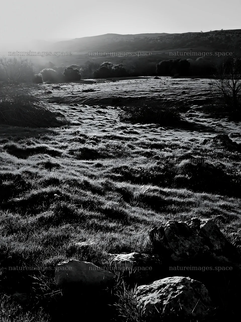 Meadow with lights and stones for Christmas recovery – nature images 6866x9174