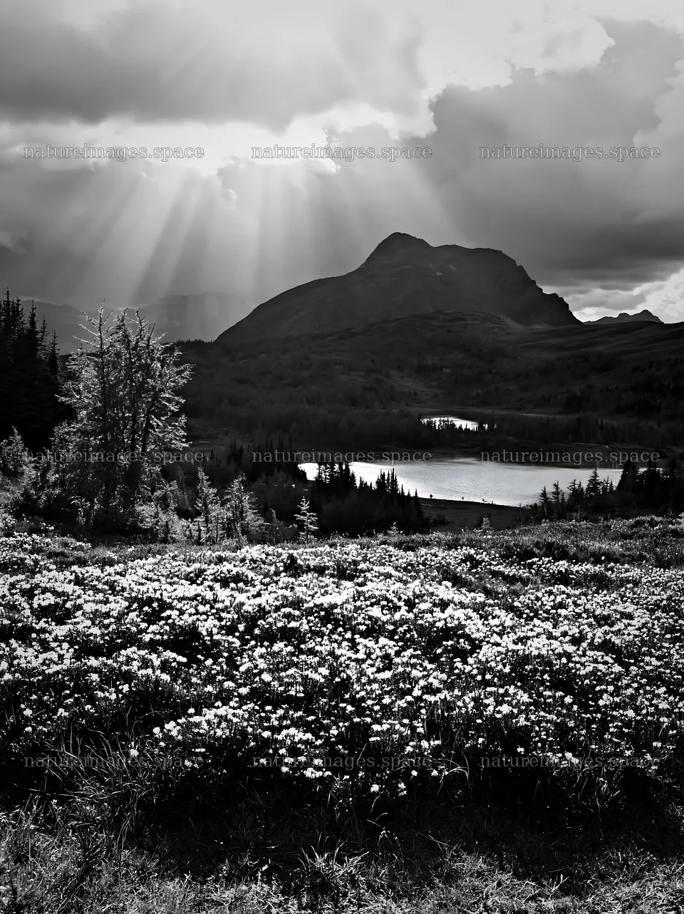 Sunshine Meadows Banff light rays illuminate the landscape – nature images 6866x9174