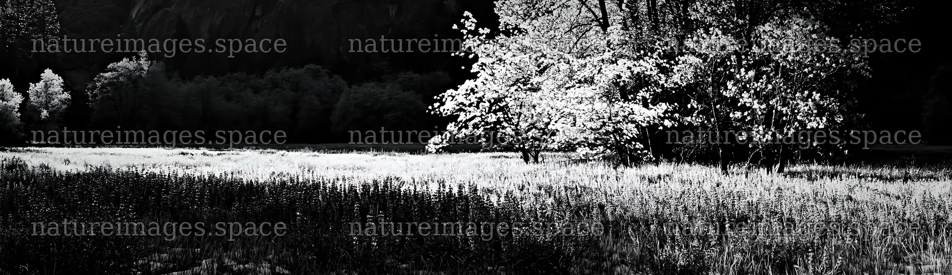 Snowy Yosemite Valley meadow with trees in black and white – nature images 14762x4268