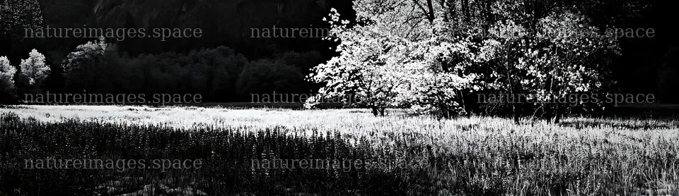 Snowy Yosemite Valley meadow with trees in black and white – nature images 14762x4268