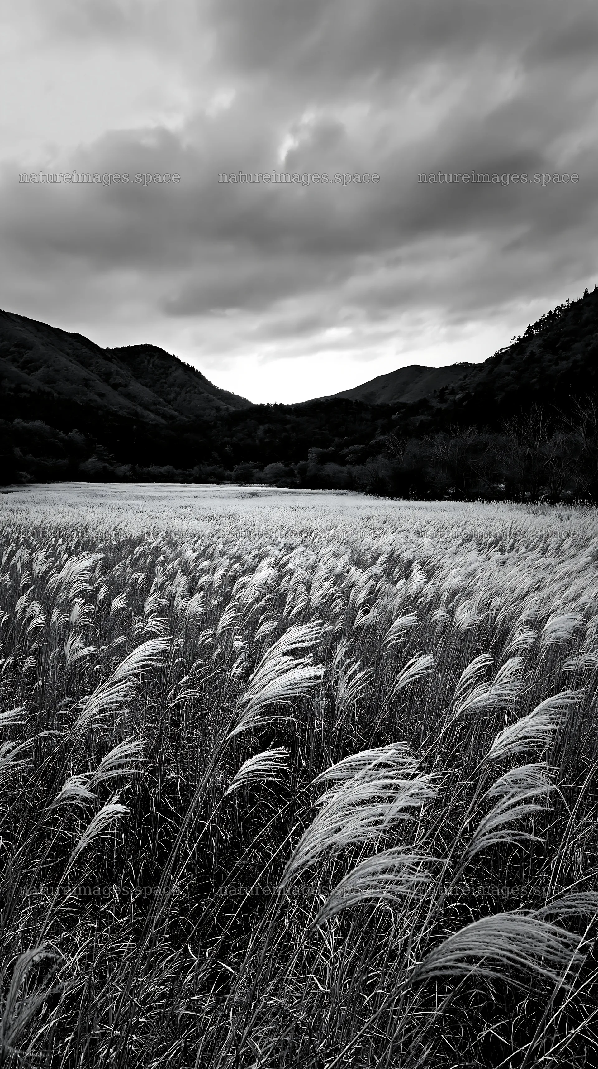 Okayama golden meadow with seedheads in the foreground – nature images 5938x10608