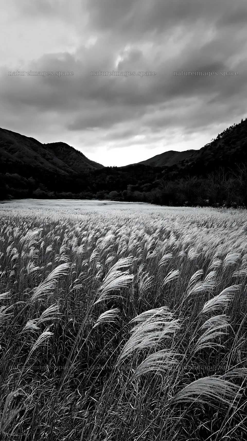 Okayama golden meadow with seedheads in the foreground – nature images 5938x10608