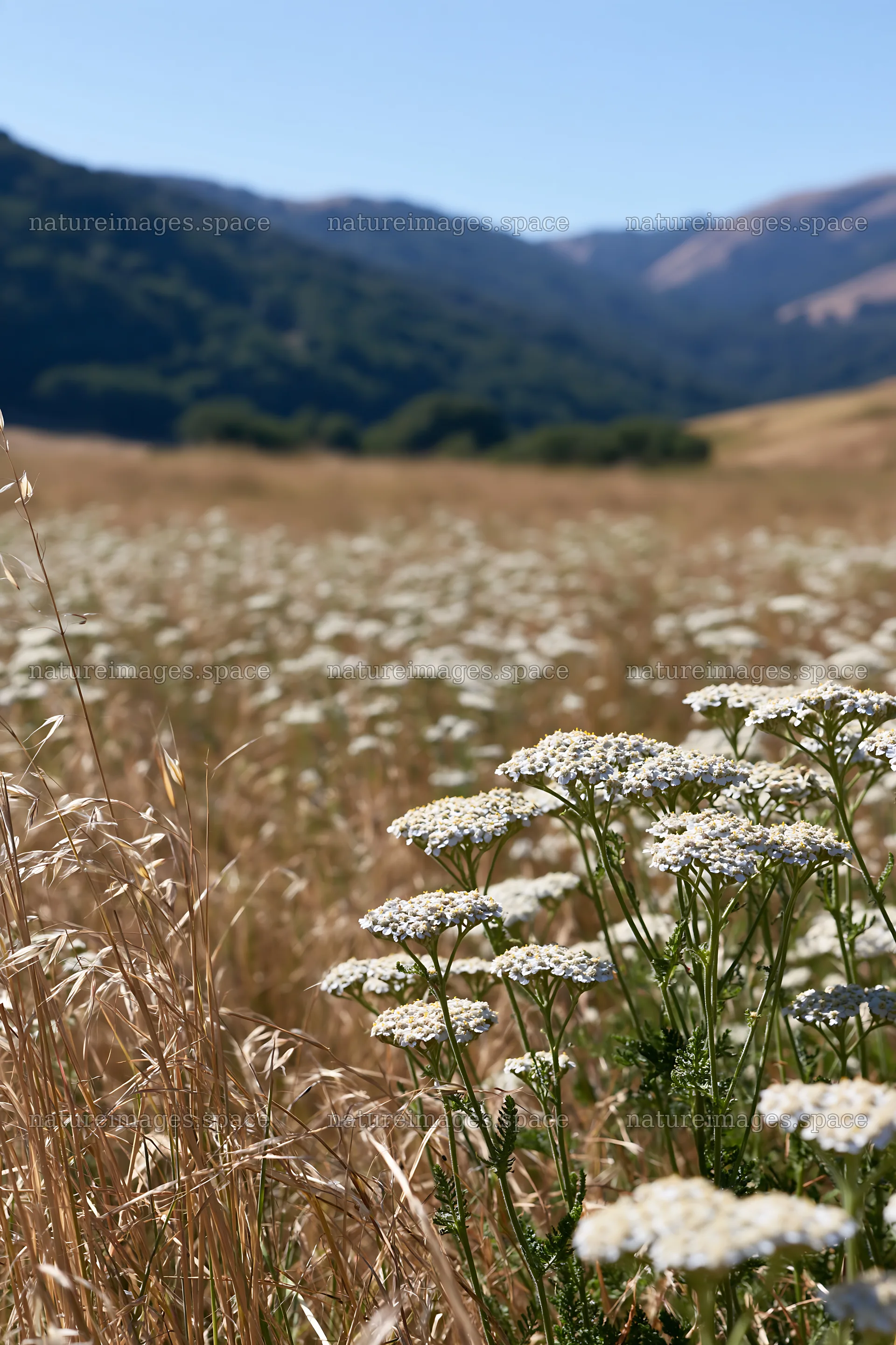 Sunny meadow with white flowers in the hills – nature images 6480x9722