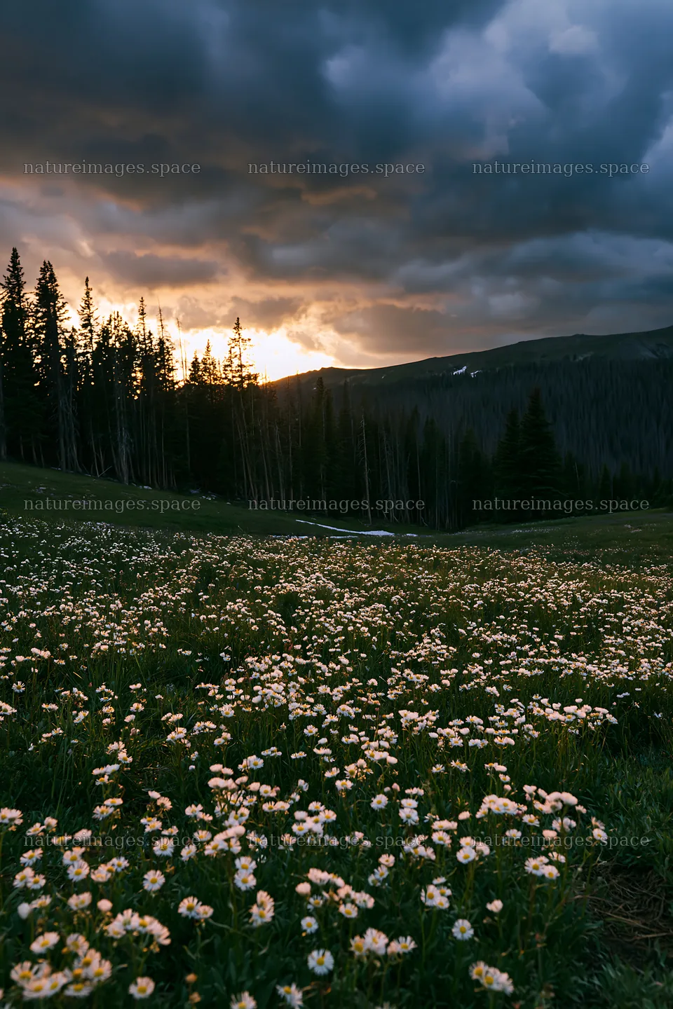 Snowy Rocky Mountain Park meadow with flowers and sunset – nature images 6480x9722
