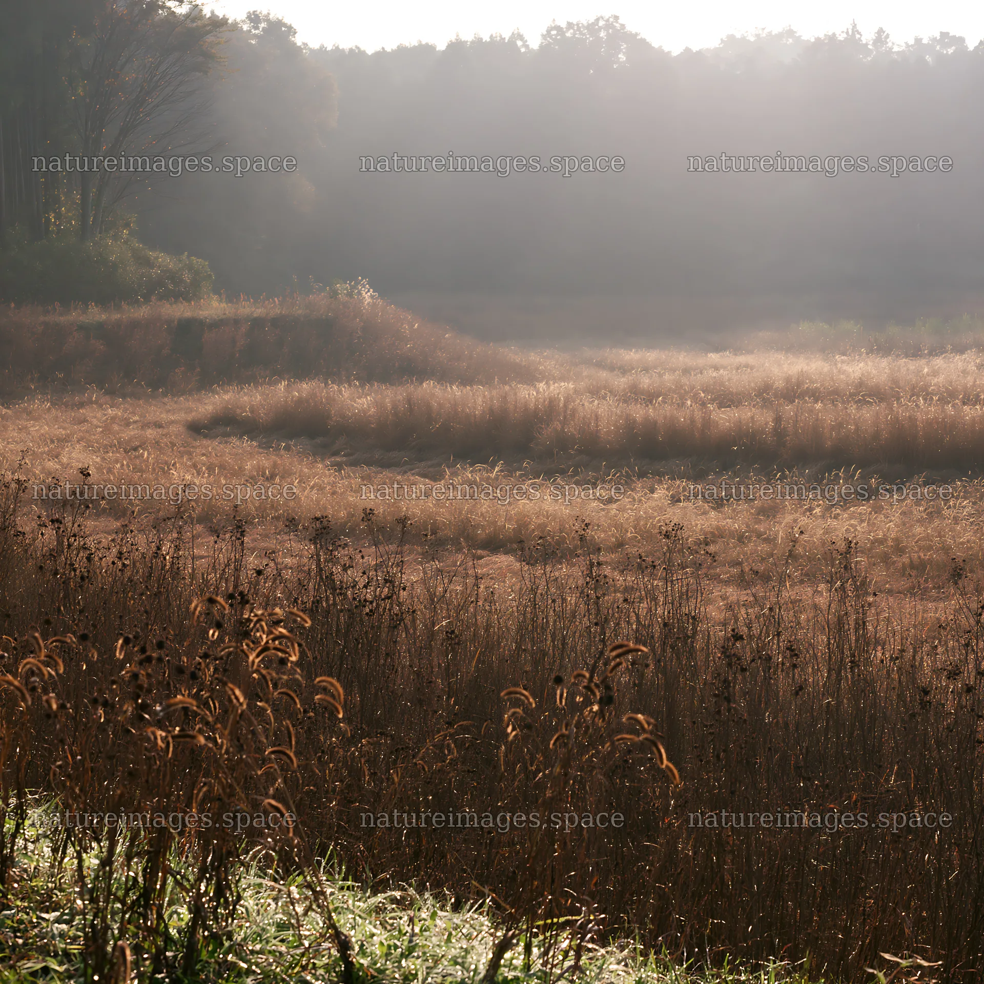 Aichi restored meadow autumn seedheads foreground – nature images 7938x7938