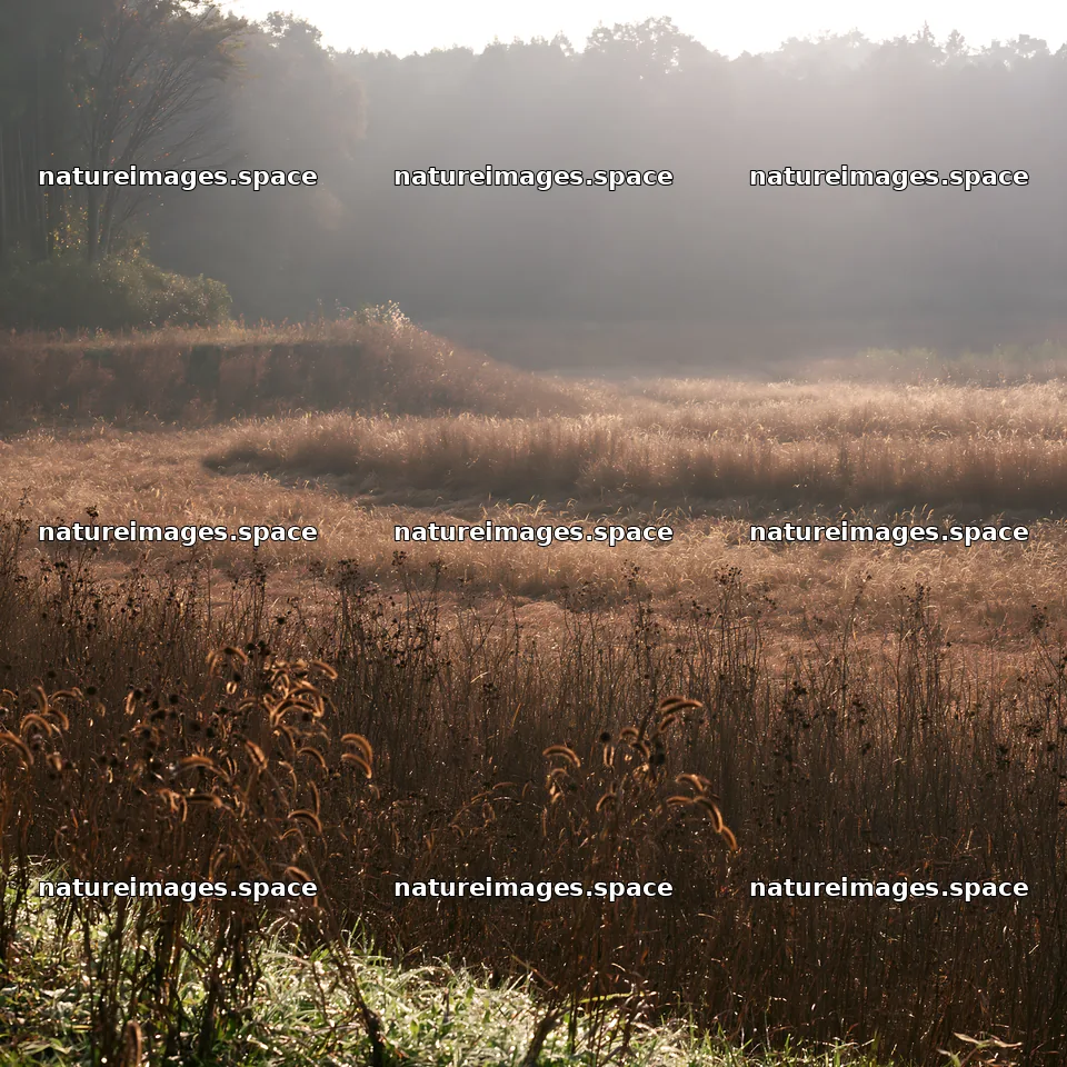 Aichi restored meadow autumn seedheads foreground – nature images 7938x7938
