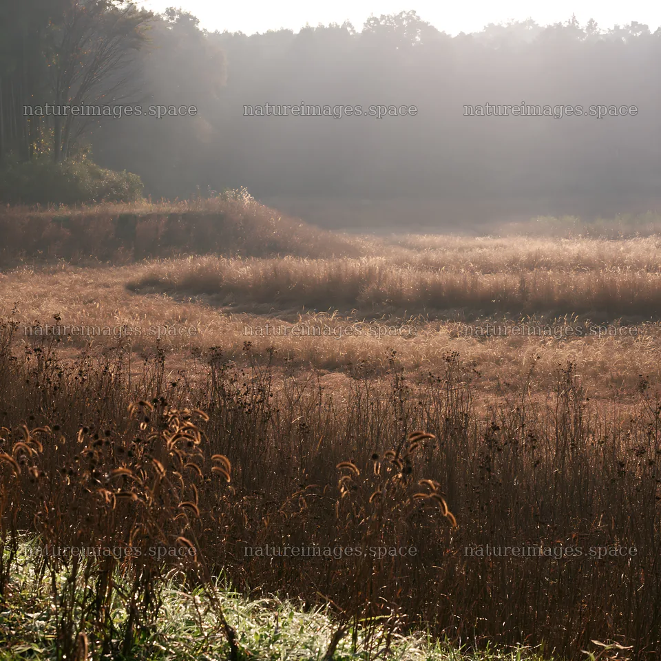 Aichi restored meadow autumn seedheads foreground – nature images 7938x7938