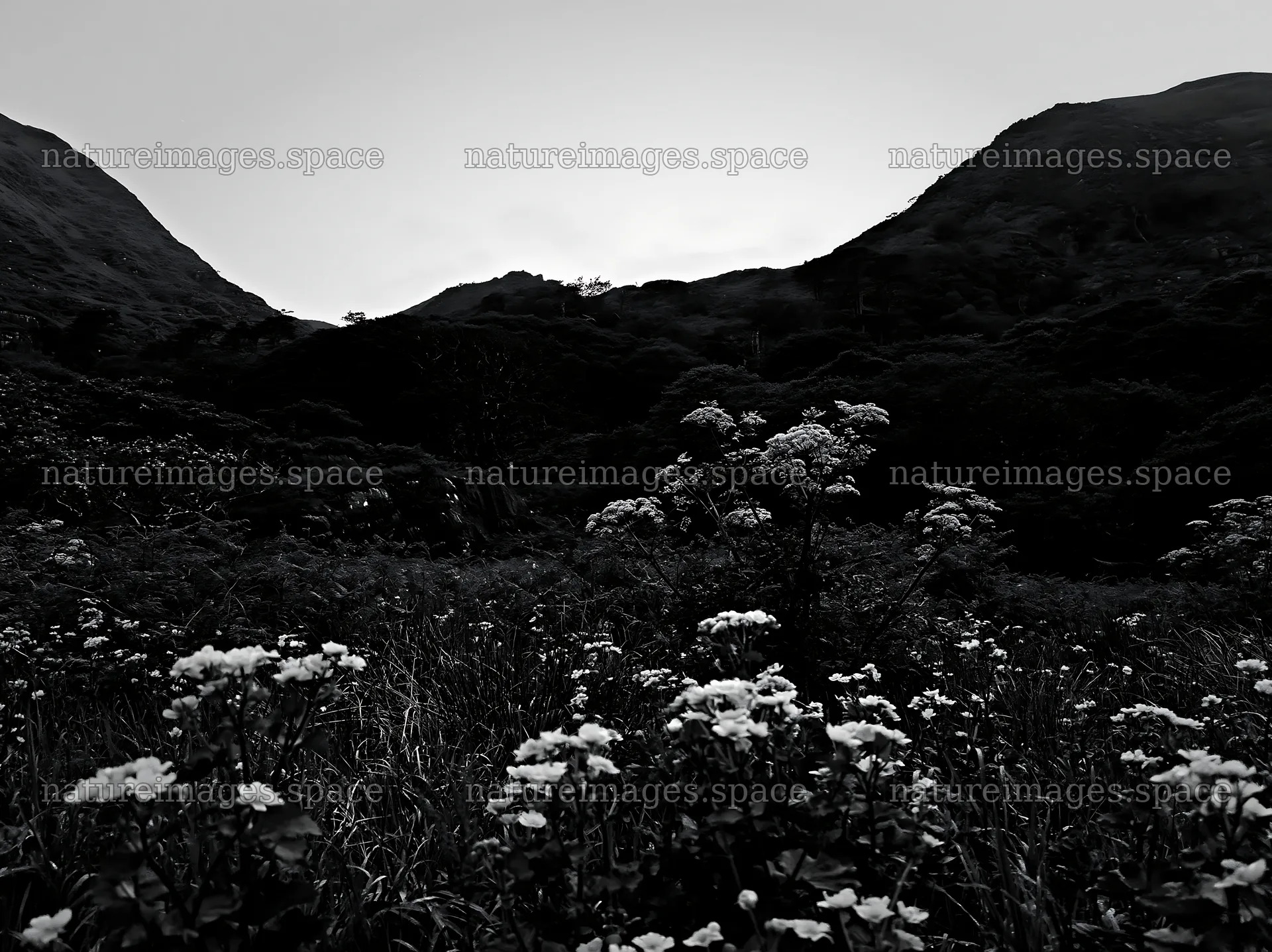 Star-filled meadow in the mountains at night – nature images 9174x6866
