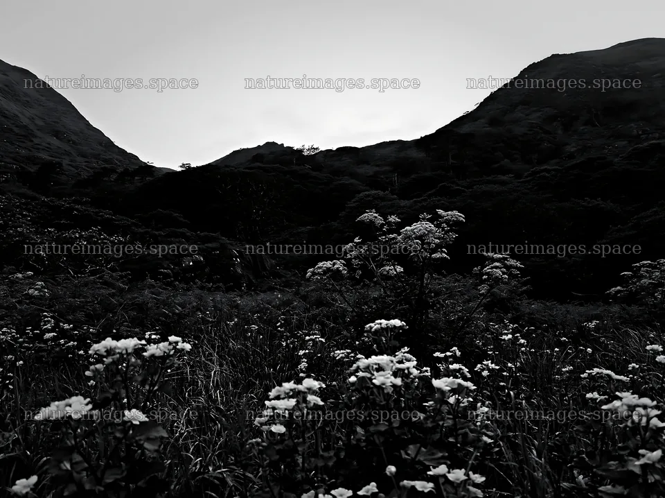 Star-filled meadow in the mountains at night – nature images 9174x6866