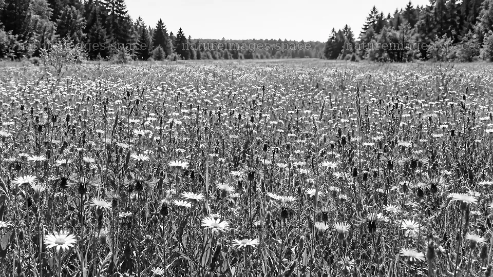 Wildflower Meadow in a Forest Clearing – nature images 10324x5812