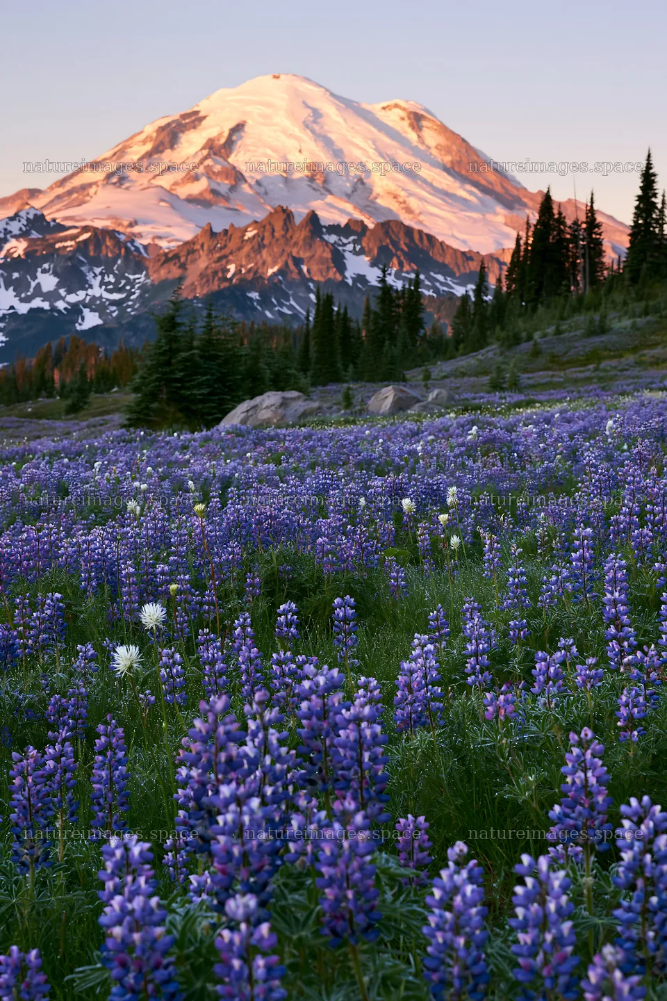 Mount Rainier wildflower meadow at sunrise – nature images 6480x9722