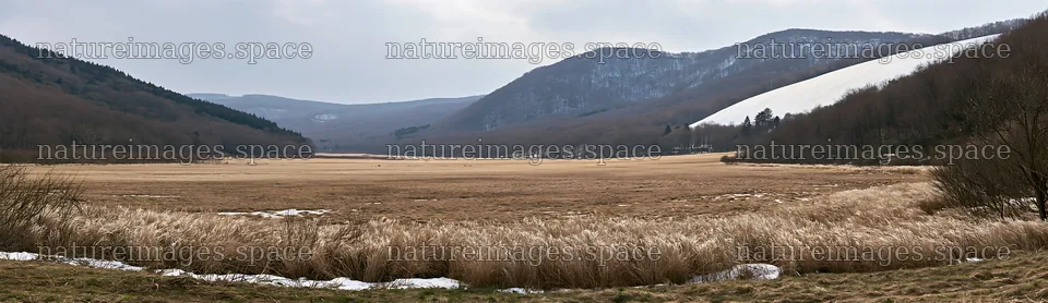 Akita snowmelt meadow with silver grasses shows winter's end – nature images 14762x4268