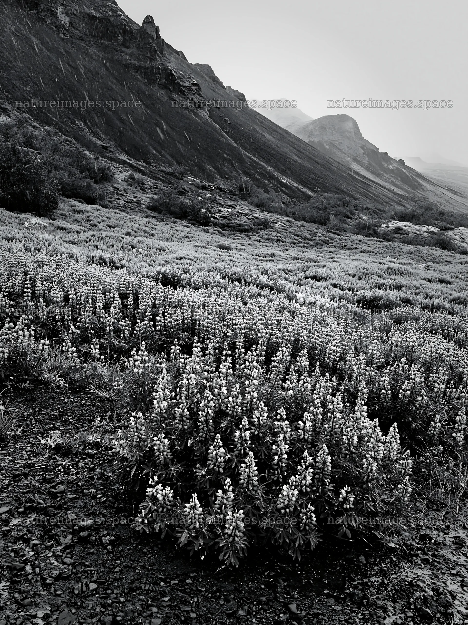 Rain soaked meadow with flowers in a rocky landscape – nature images 6866x9174