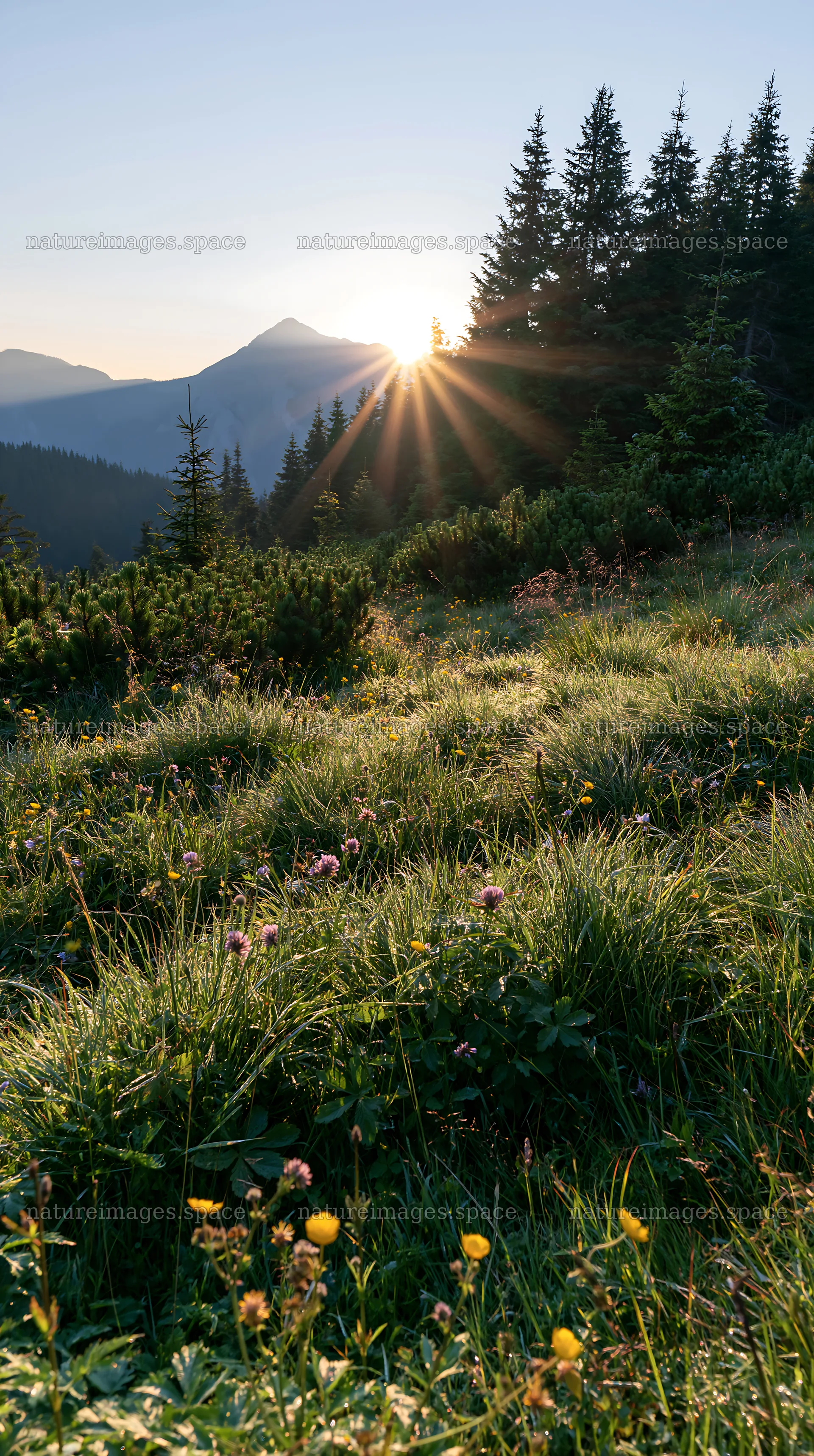 Light rays in meadow at Bucegi Mountains during sunrise – nature images 5938x10608