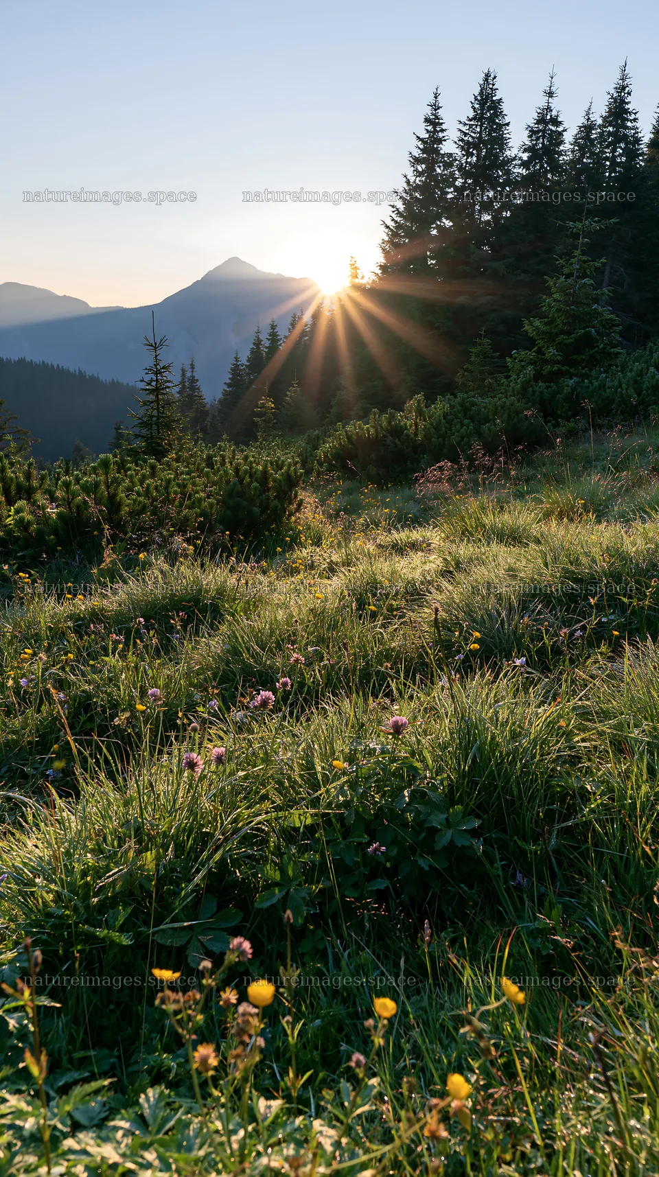 Light rays in meadow at Bucegi Mountains during sunrise – nature images 5938x10608