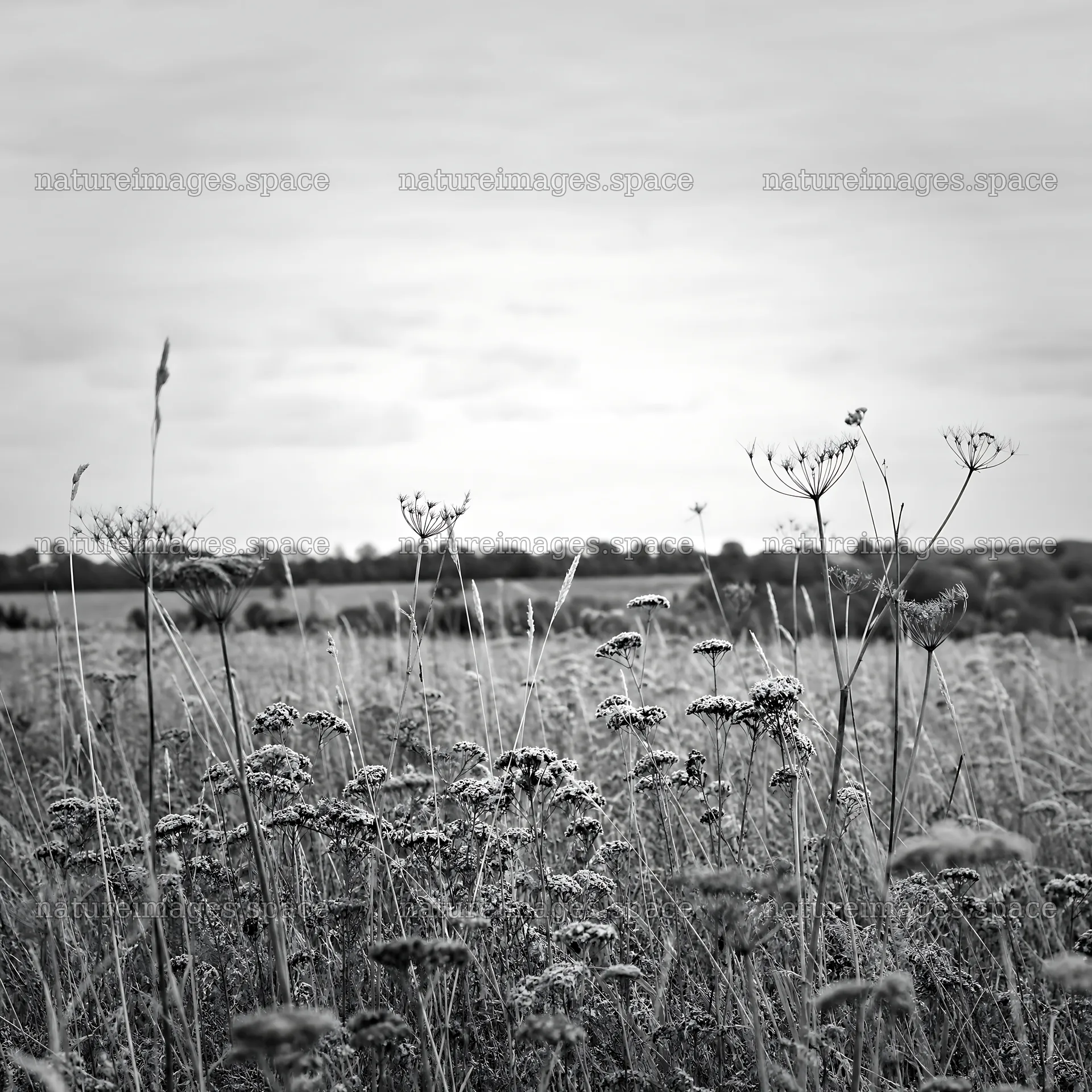 Rewilding meadow with dry grass and wildflowers in natural setting – nature images 7938x7938