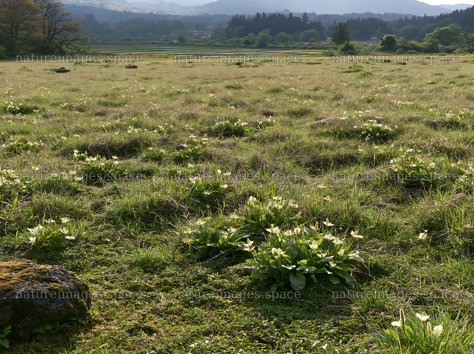 Miyagi spring recovery meadow mossy stone with green plants – nature images 9174x6866