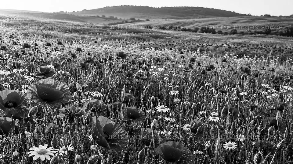 Monochrome Wildflower Meadow Beneath Rolling Hills – nature images 10324x5812