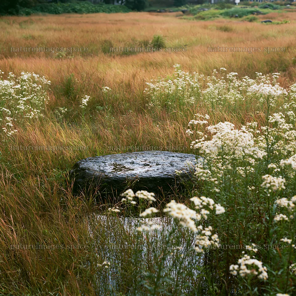 Hiroshima rainy meadow smooth rock foreground – nature images 7938x7938