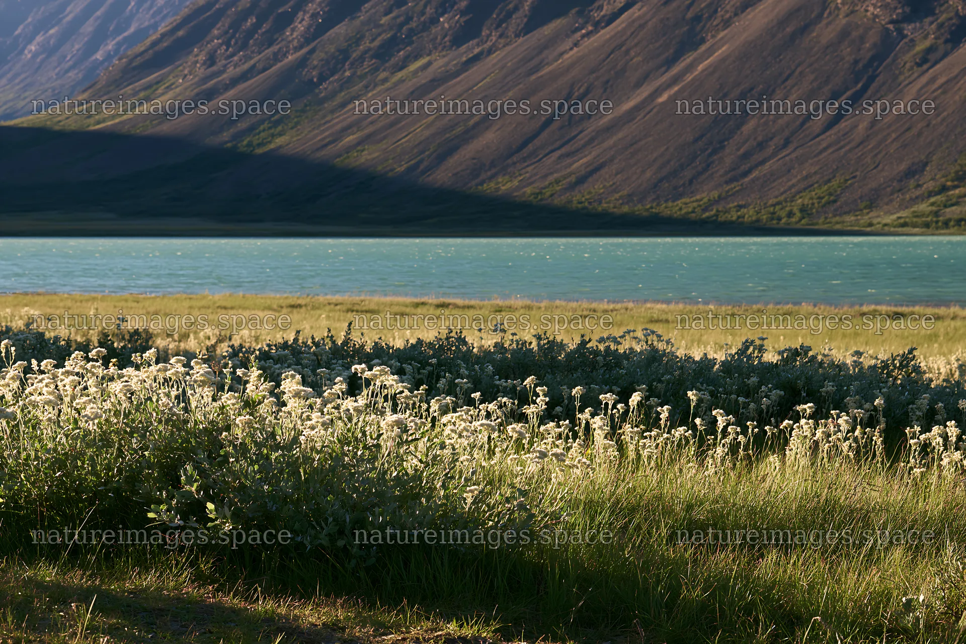 Jotunheimen valley meadow with sunbeams and mountain view – nature images 9722x6480