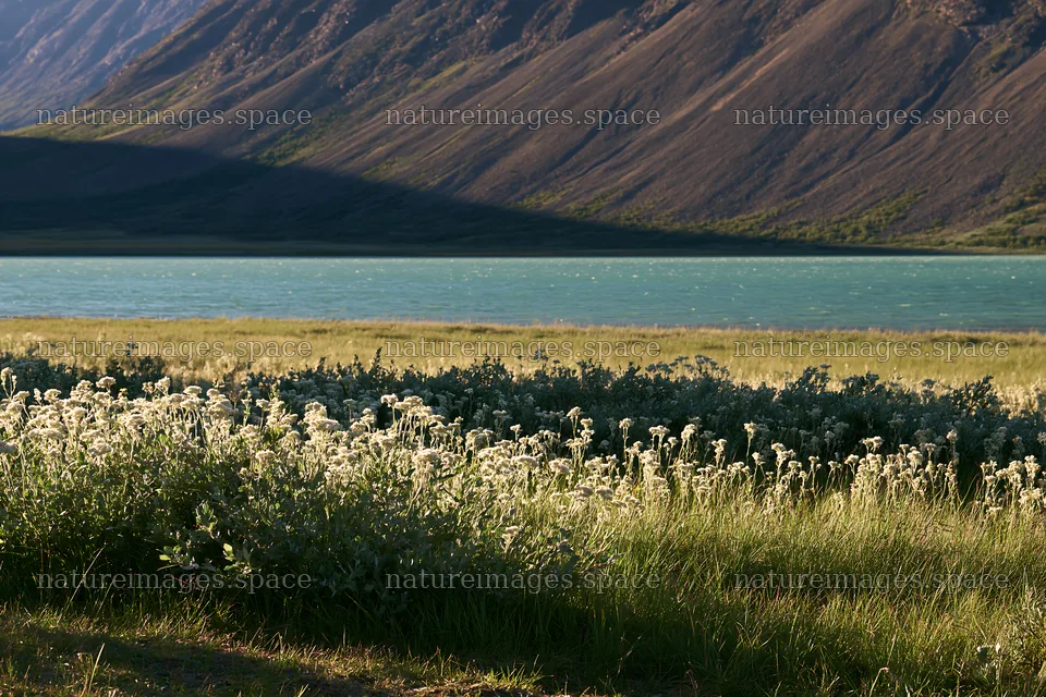Jotunheimen valley meadow with sunbeams and mountain view – nature images 9722x6480