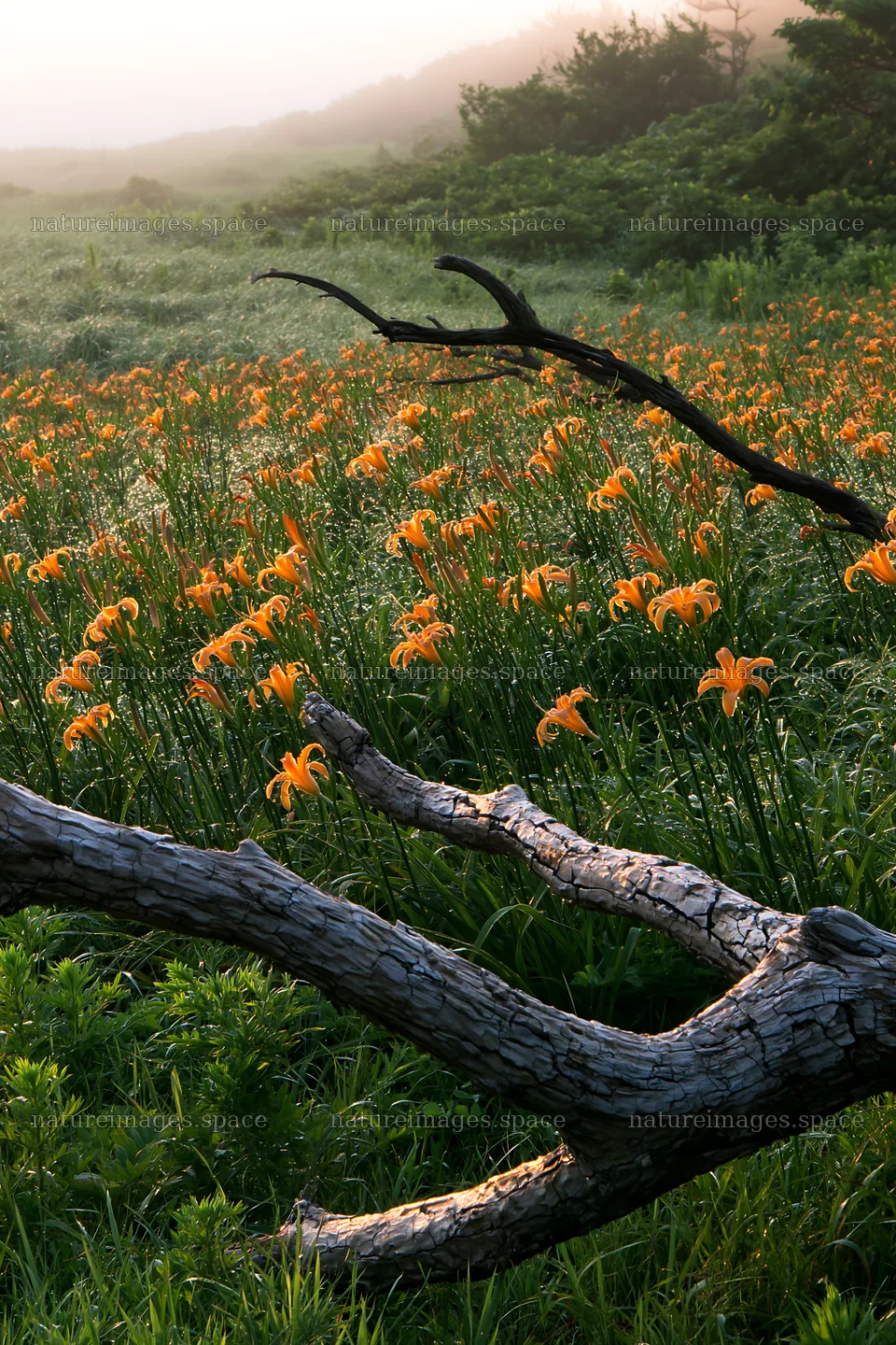 Chiba coastal climate meadow with orange flowers and driftwood – nature images 6480x9722